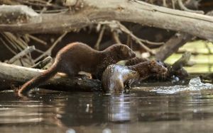 Two brown mink standing close together among fallen branches and trunks in a pond.