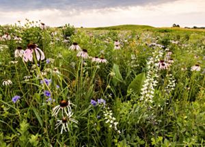 Diverse wildflowers in a prairie. 
