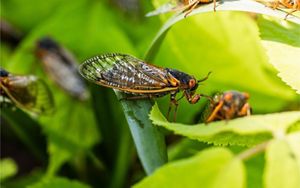A small group of periodical cicadas, with one in the center in sharp focus, on green leaves. 