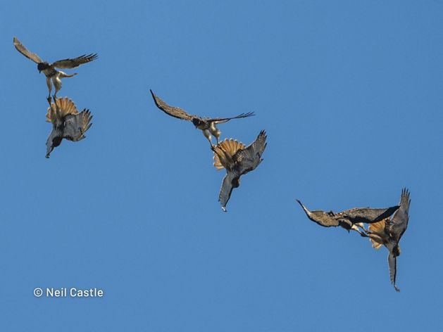 A composite image showing three different shots of two red-tailed hawks falling through the air with their talons clasped together. 
