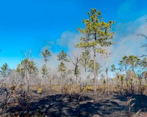 A crew member surveying a controlled burn.