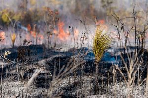 A small pine seedling emerges from a landscape charred by fire.