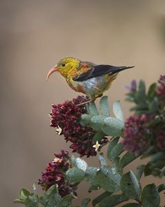 'I‘iwi sitting in a bush with clusters of small red flowers. 