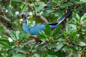 a large bird with tuft of plumage on its head perches in a tree.
