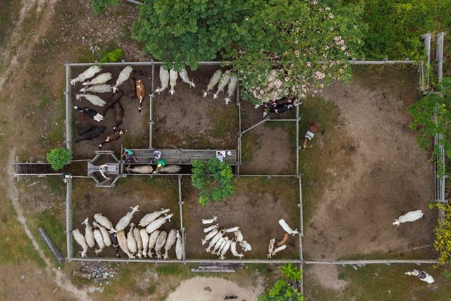 Imagem aérea de vacas em um curral.