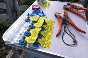 Tools for tagging cattle.