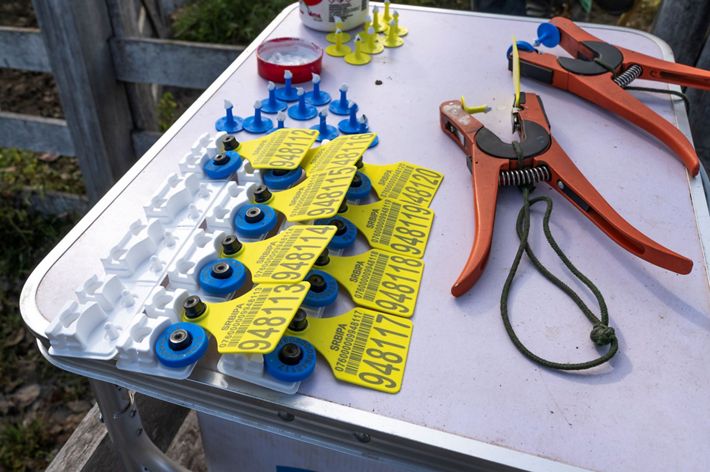 Ferramentas para identificação de gado.