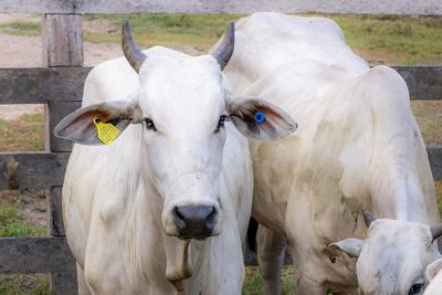 Cattle with individual identification tags.