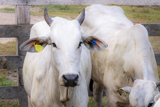 Gado com brincos de identificação individual.