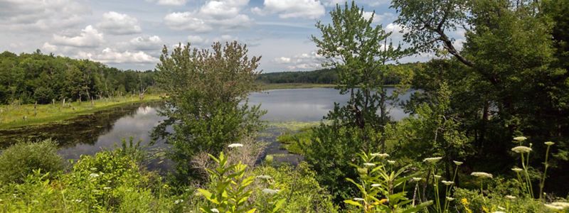 Pond and ground vegetation in rural setting of Western Massachusetts.