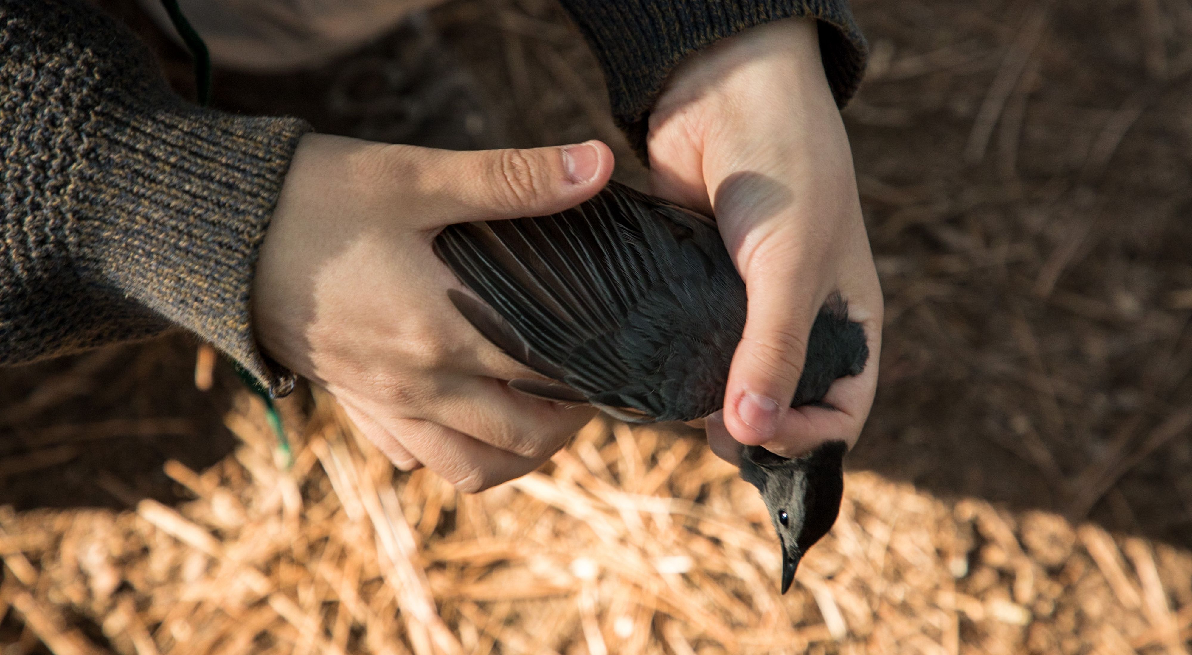 a close up of hands holding a black bird.