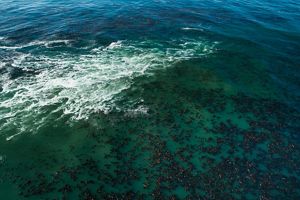 An aerial view from above the water of a kelp forest under water.