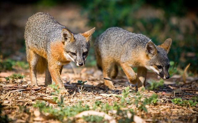 Santa Cruz Island foxes