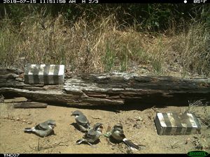 A daytime shot captured by a wildlife camera of several island loggerhead shrikes on dirt; one of them feeds its fledgling a beetle.
