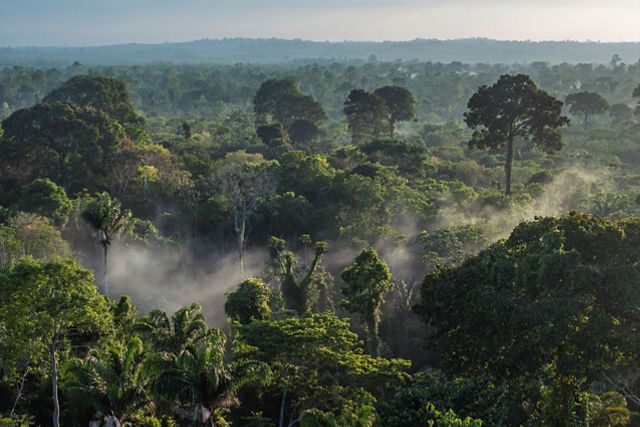 Vista panorâmica da floresta amazônica com névoa subindo da vegetação.