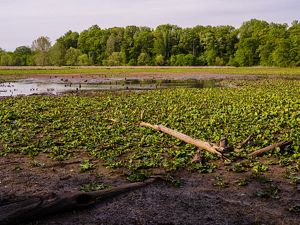 View of the receding water in what was formerly an impoundment lake created by a beaver dam. Small patches of water are visible between large swathes of aquatic vegetation left sitting in the mud.