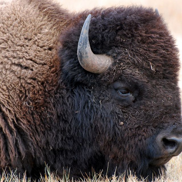 Bison from Wind Cave are genetically diverse and show no trace of cattle genes.
