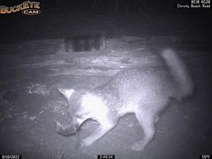 A nighttime shot captured by a wildlife camera of an island fox with an island deer mouse in its mouth.
