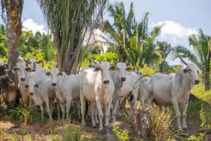 Ganado con etiquetas de trazabilidad en Pará, Brasil. 