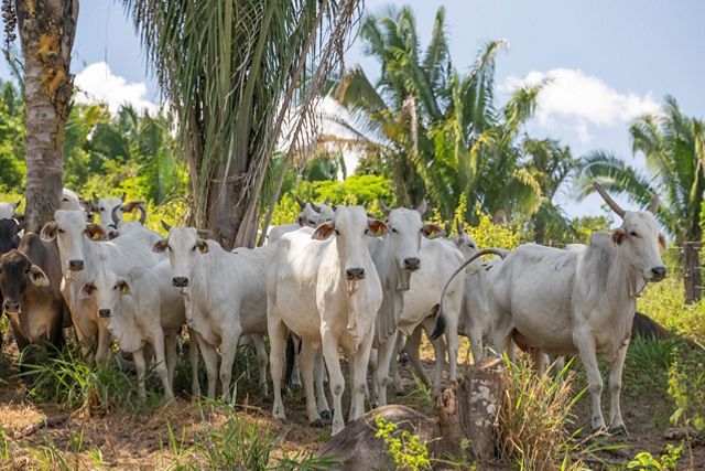 Várias vacas com brincos de identificação.