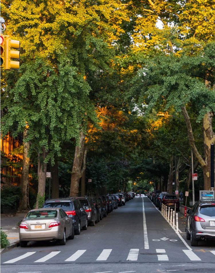 Trees line both sides of a street in manhattan new york