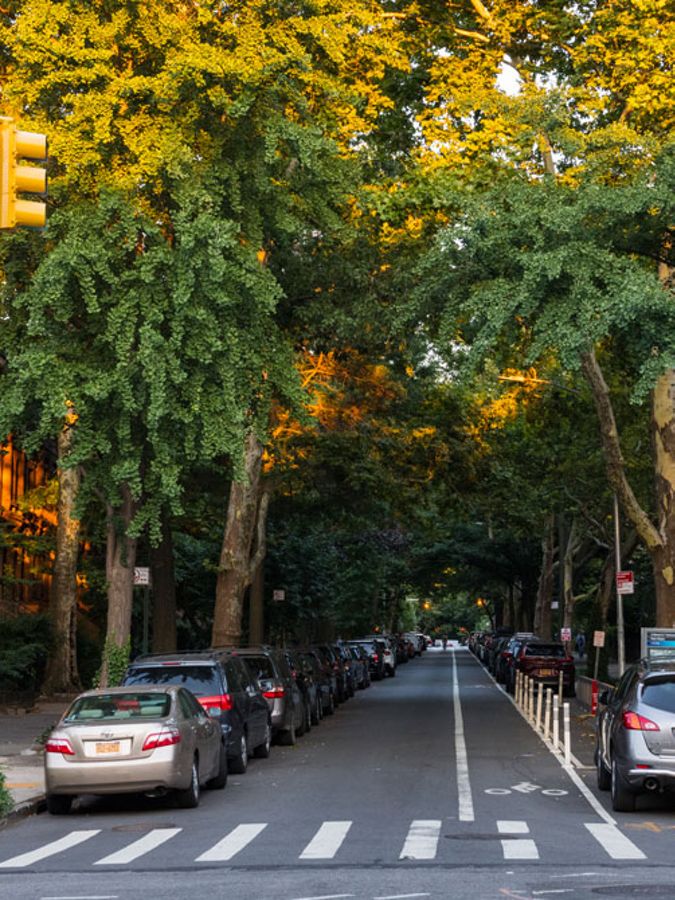Towering, leafy trees line a city street.