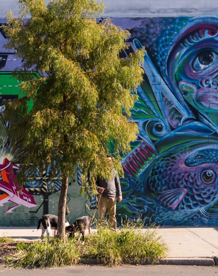 Hombre paseando perros en una calle de la ciudad.