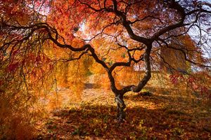 Brilliant autumn foliage on tree.