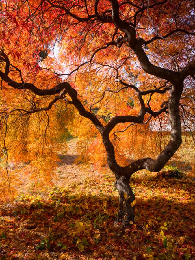 Brillante follaje de otoño en un árbol.