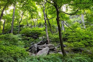 Rocky, forested ravine in city park.