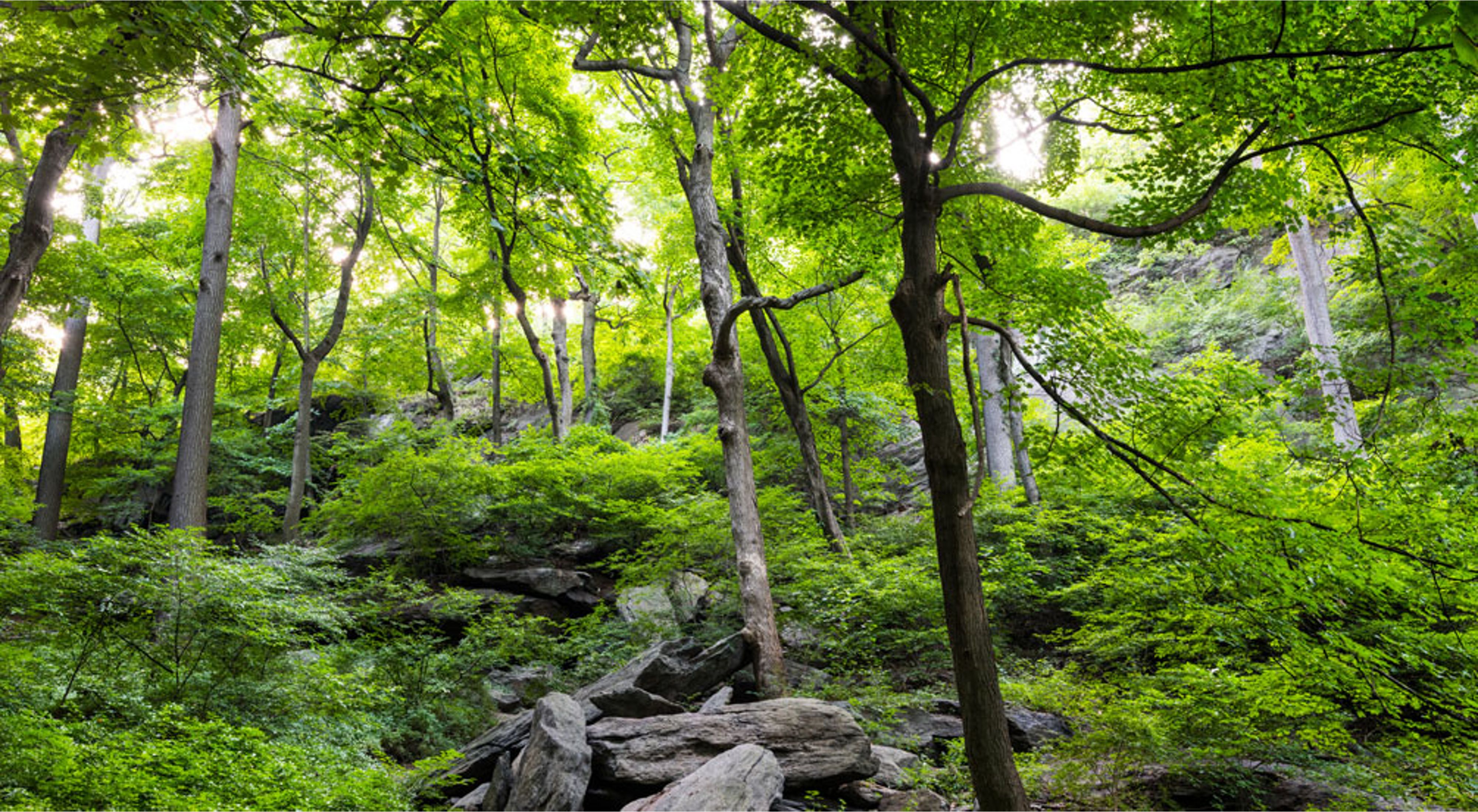 A forested landscape with green shrubs and boulders lining roughly 20 trees in view.