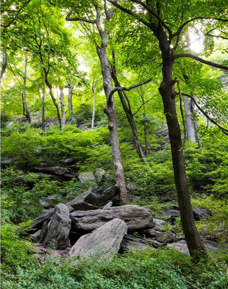 Barranco rocoso y boscoso en un parque de la ciudad.