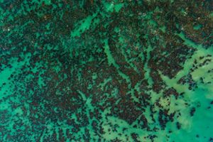 Aerial view looking directly down at a kelp forest in the water.