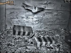A nighttime shot captured by a wildlife camera of a bat (species unknown) spreading its wings.