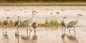 Lesser and greater sandhill cranes stand in ankle-deep water of a wetland.