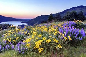 Wildflowers on a bluff in the foreground with a river in the distance at sunset. 