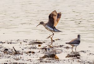 Two small brown and white shorebirds forage at the edge of a lake. The bird in the background is just taking off from the ground with its wings fully open and extended. 