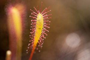 This plant's thin leaves grow like sedge in moist areas, and in summer sticky pink and red flowers attract insects to what looks like nectar but is a gluey substance that entraps them. 