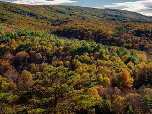 Thick forests cover the sides of a rolling mountain ridge. The trees are beginning to show falls colors of orange and gold.