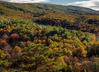 Trees in early fall colors of orange and gold.