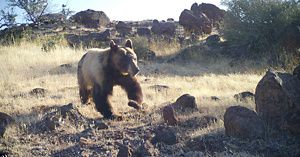 A black bear runs across grassy land strewn with boulders.