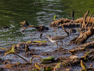 A small brown and white shorebird forages at the edge of a lake. The bird has brown wings dotted with white feathers. The water laps against the muddy shore.