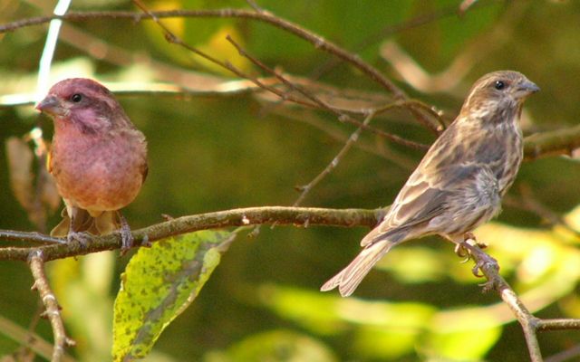 A pair of purple finches