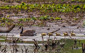 Five small yellow goslings float in a line behind an adult Canada goose. The adult bird has a thin curving black neck and white throat. Green vegetation grows in the mud flats in the background.