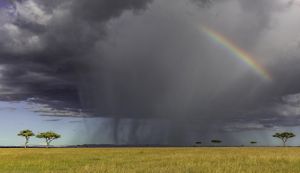 A rainbow appears within a large rainstorm over a wide plain in Africa.