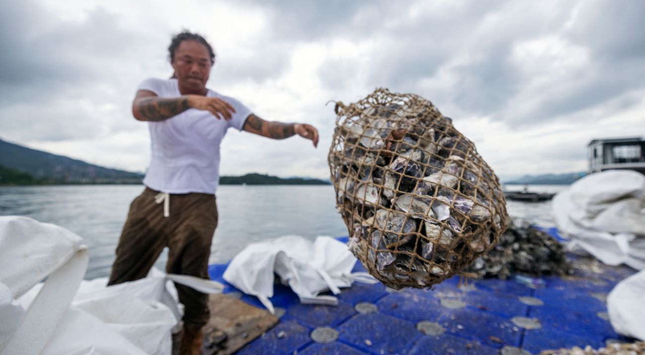 A man on a boat tosses a net filled with gray and white shells.