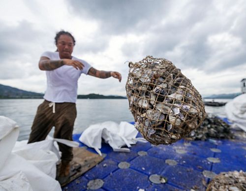 A man on a boat tosses a net filled with gray and white shells.