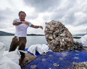 A man on a boat tosses a net filled with gray and white shells.