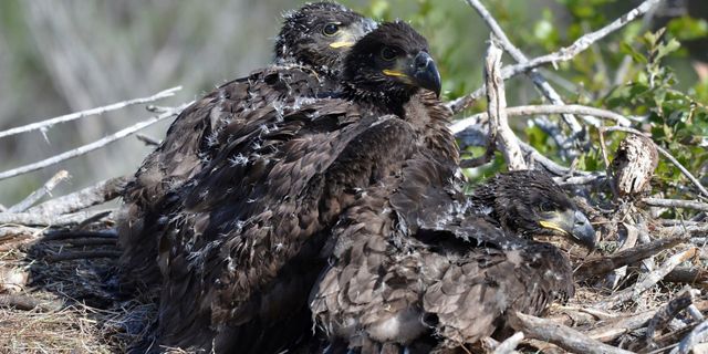 Three large bald eagle chicks in a nest.