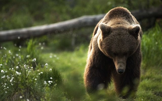 a photo of a large brown bear walking through a green clearing